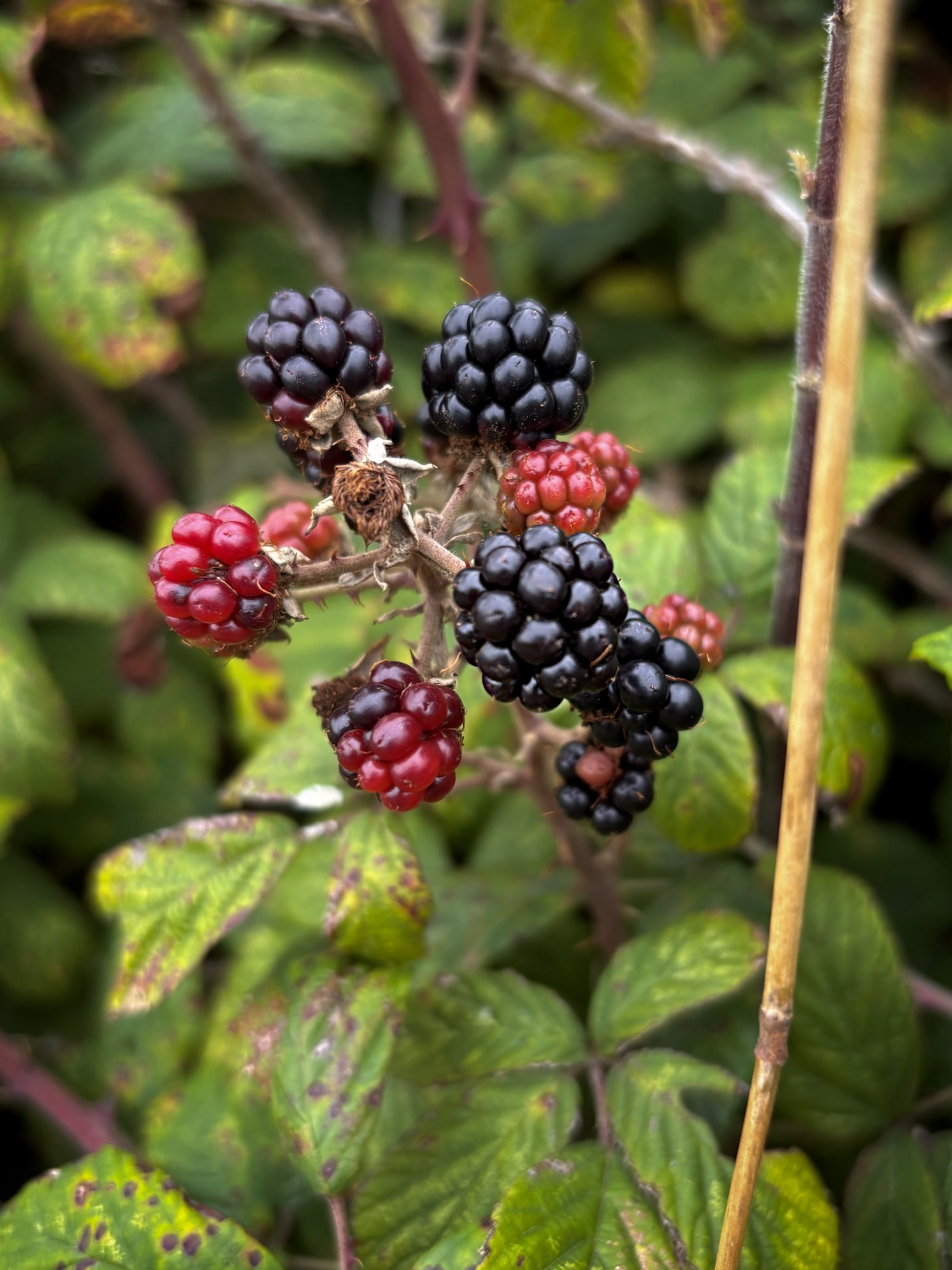 wild blackberries